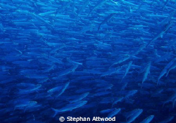 In the centre of a bonefish shoal - that many fish that s... by Stephan Attwood 